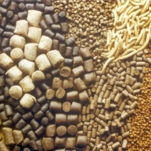 premium-flavors-for-animal-feed