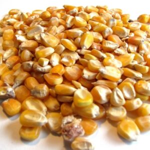 premium-maize-corn-for-high-energy-animal-feed