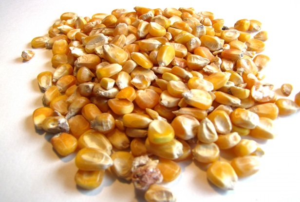 Maize Corn